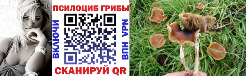 купить сайты Изобильный Псилоцибиновые грибы Cubensis